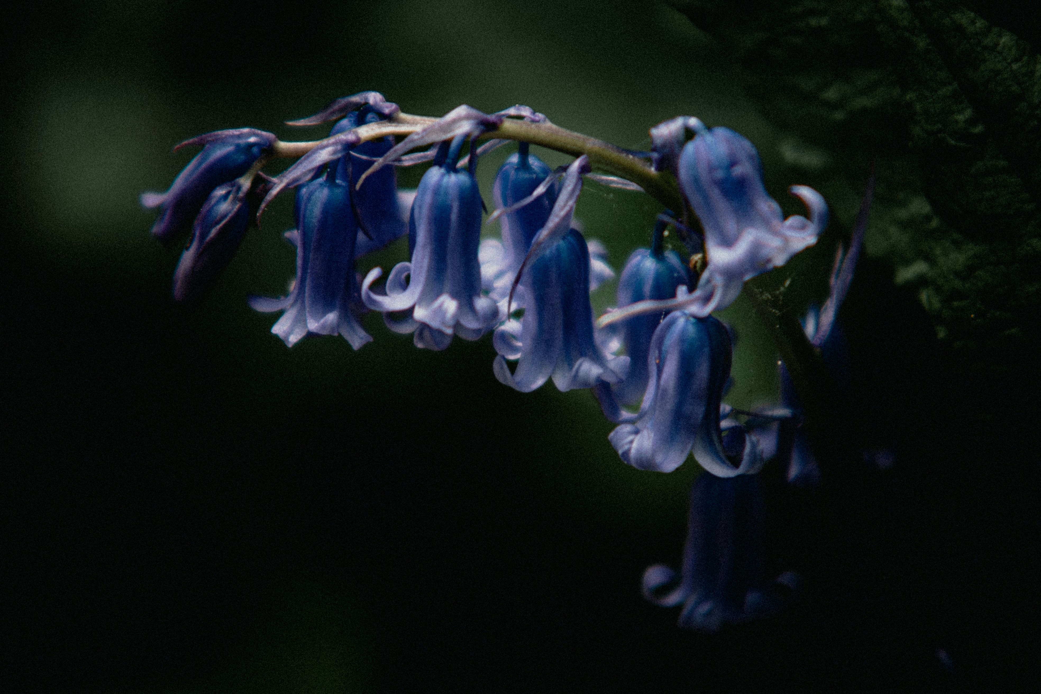 a close up of a blue flower on a plant