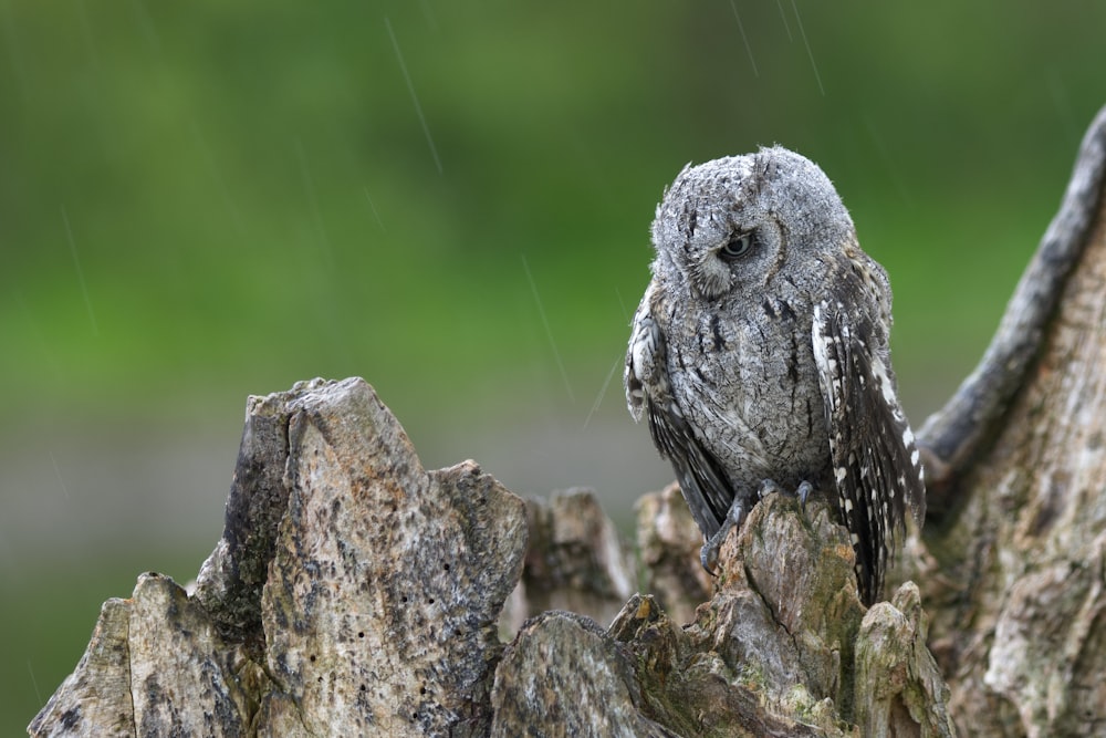 an owl sitting on a tree stump in the rain