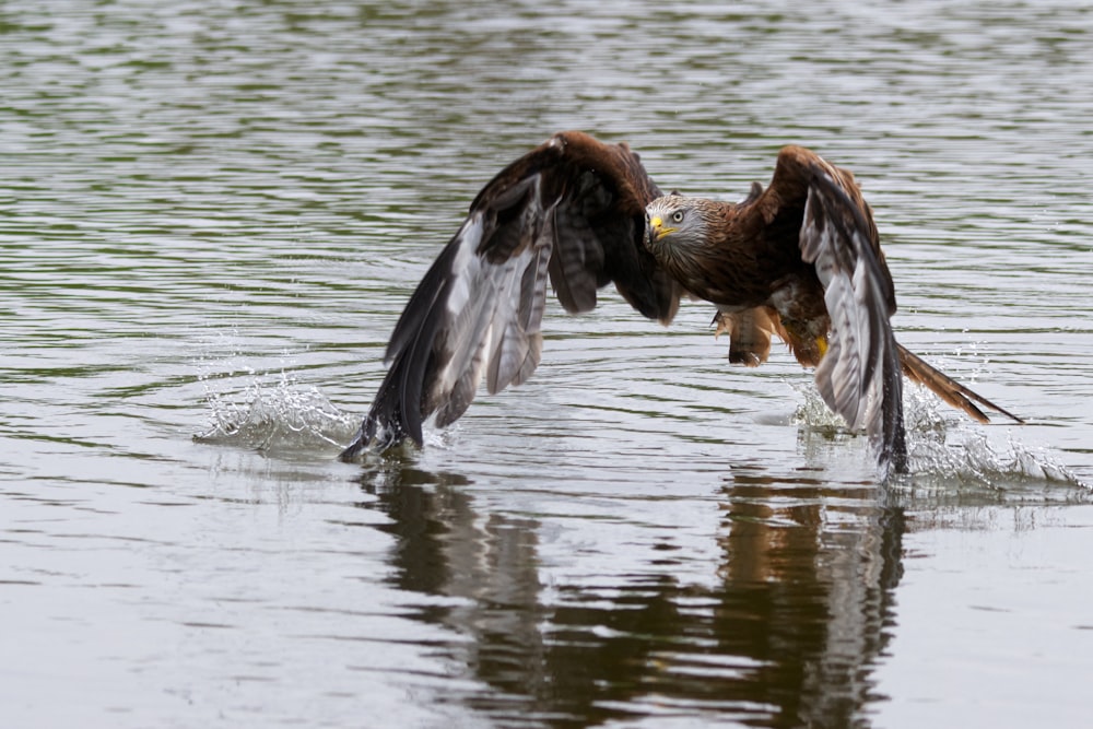a large bird of prey landing on a body of water