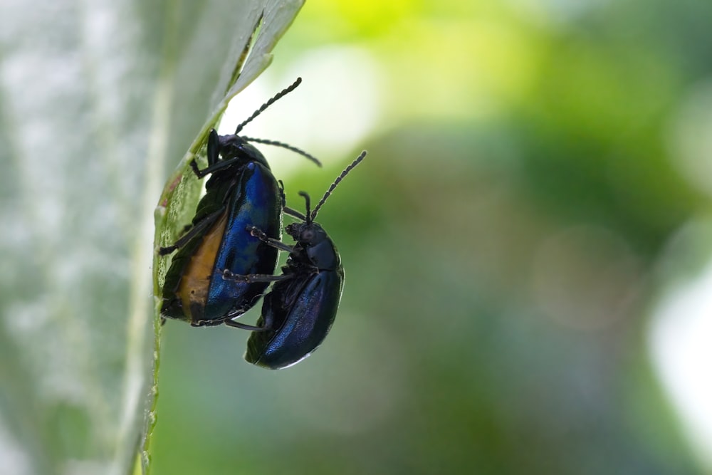 a couple of bugs sitting on top of a green leaf