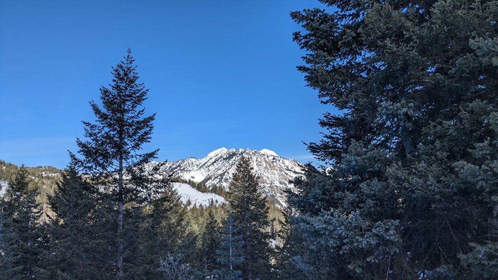 a view of a snow covered mountain through the trees