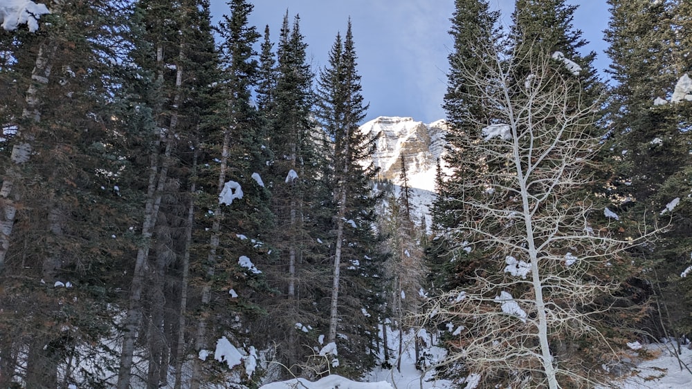 a snow covered forest with a mountain in the background