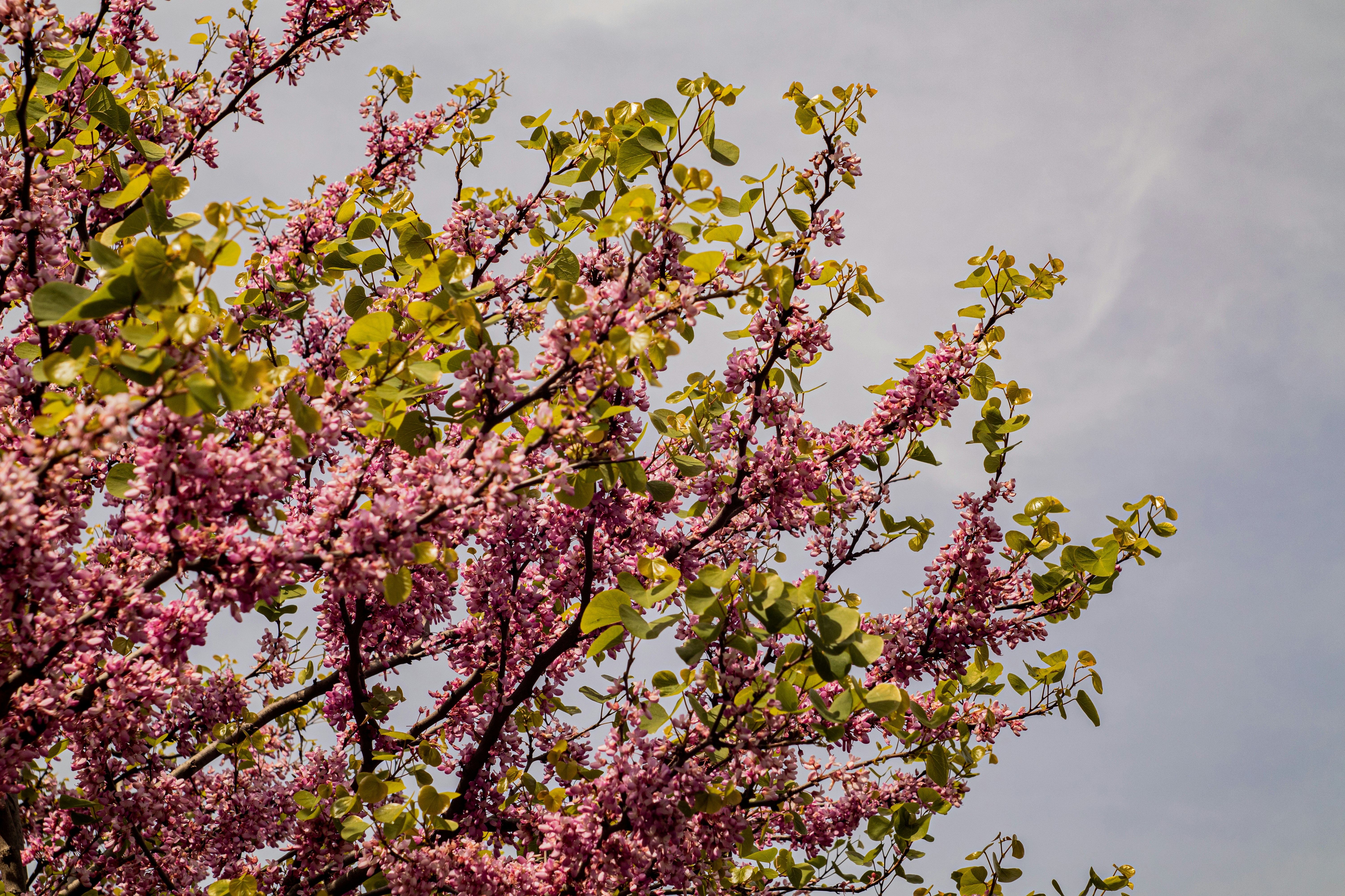 Photo by took_a_snap