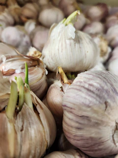 Fresh white garlic bulbs with papery skins and green shoots.