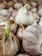 A close-up view of several garlic bulbs, some with green shoots emerging. The bulbs have a papery outer layer with purple streaks.