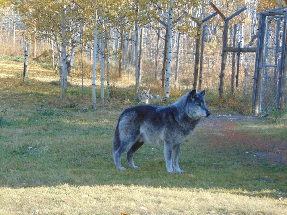 a wolf standing in a field next to a forest