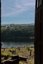 A welcoming image of a vineyard.