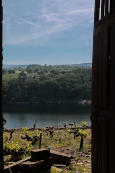 The image depicts a scenic landscape view through an open doorway. In the foreground, there are young grapevines planted in rows on a sloped hillside. Beyond the vineyard, a calm river or lake flows, reflecting the sunlight. The opposite bank is densely covered with lush green trees, and in the distance, there are rolling hills and patches of open meadows under a partly cloudy blue sky.