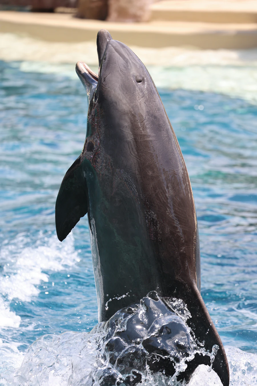 Satapada Dolphin Ride