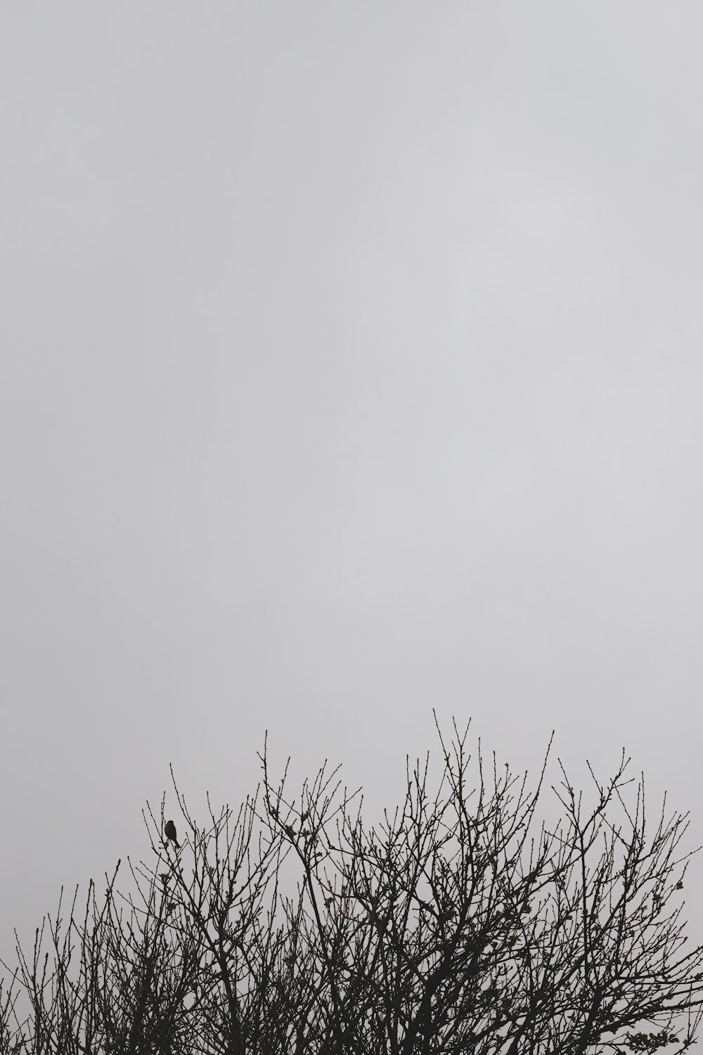 Ein Vogel sitzt auf einem Ast