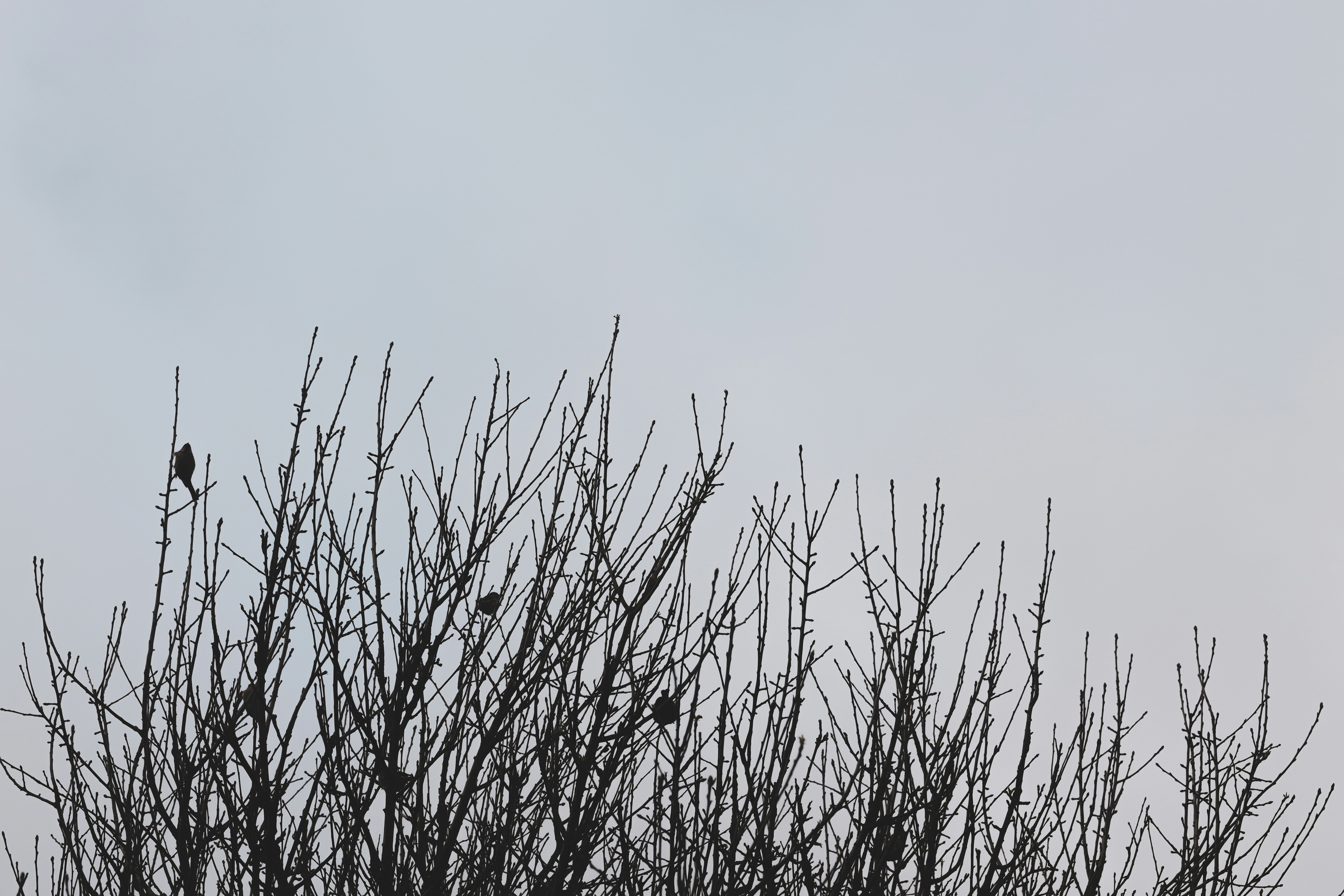 a bird sitting on top of a tree branch