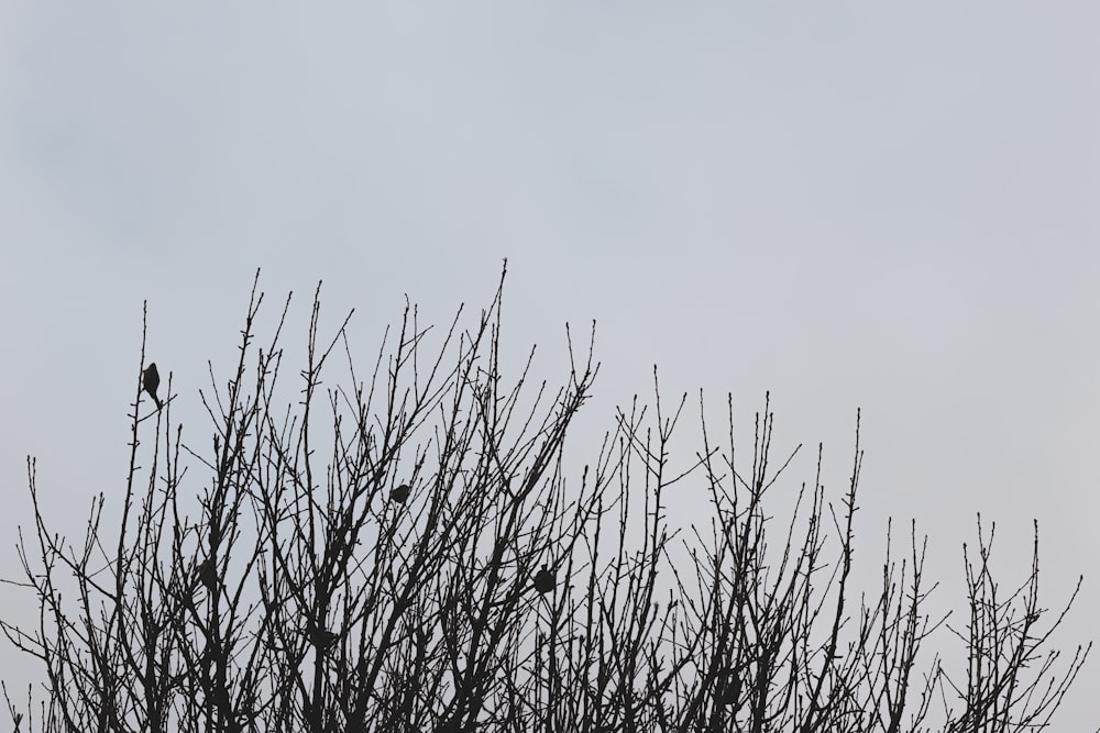 a bird sitting on top of a tree branch