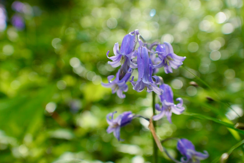 a close up of a purple flower in a field