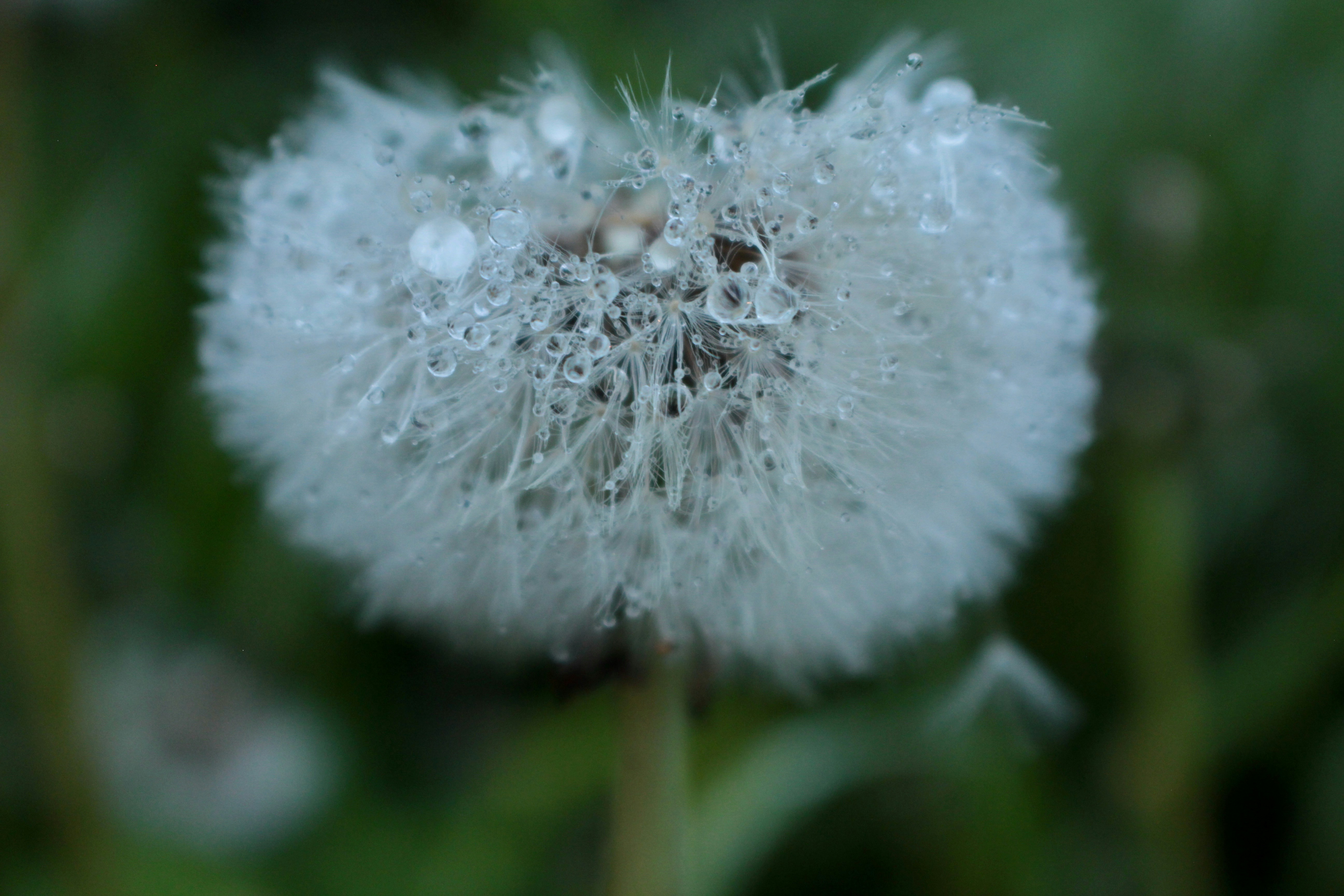 Dandelion