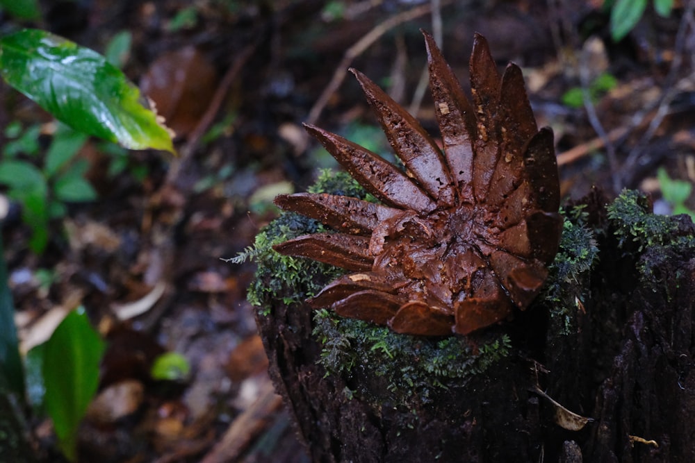 a close up of a plant on a tree stump