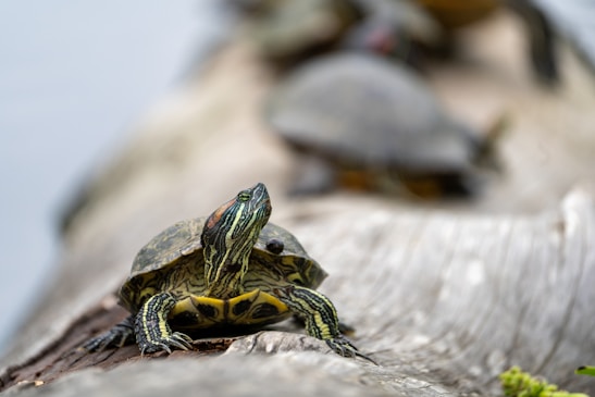 A close-up of a turtle with distinctive red and yellow markings on its head and shell, resting on a log. The background is blurred, revealing other turtles on the log as well, suggesting a natural habitat near water.