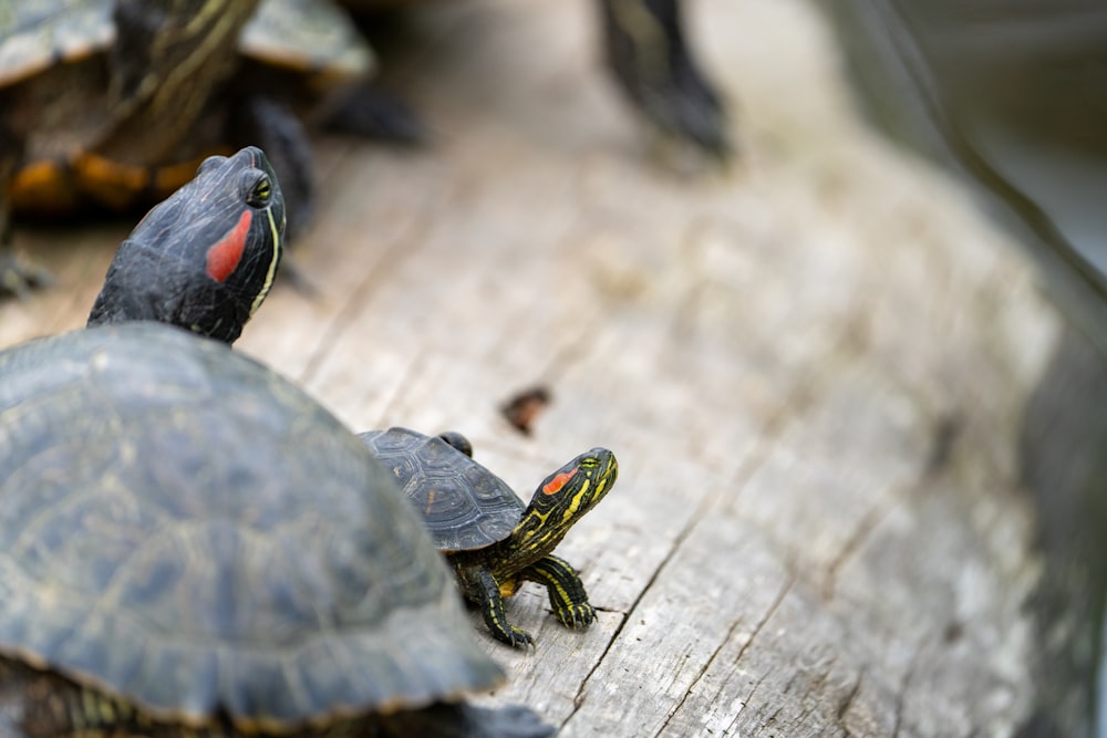 a group of turtles sitting on top of a piece of wood