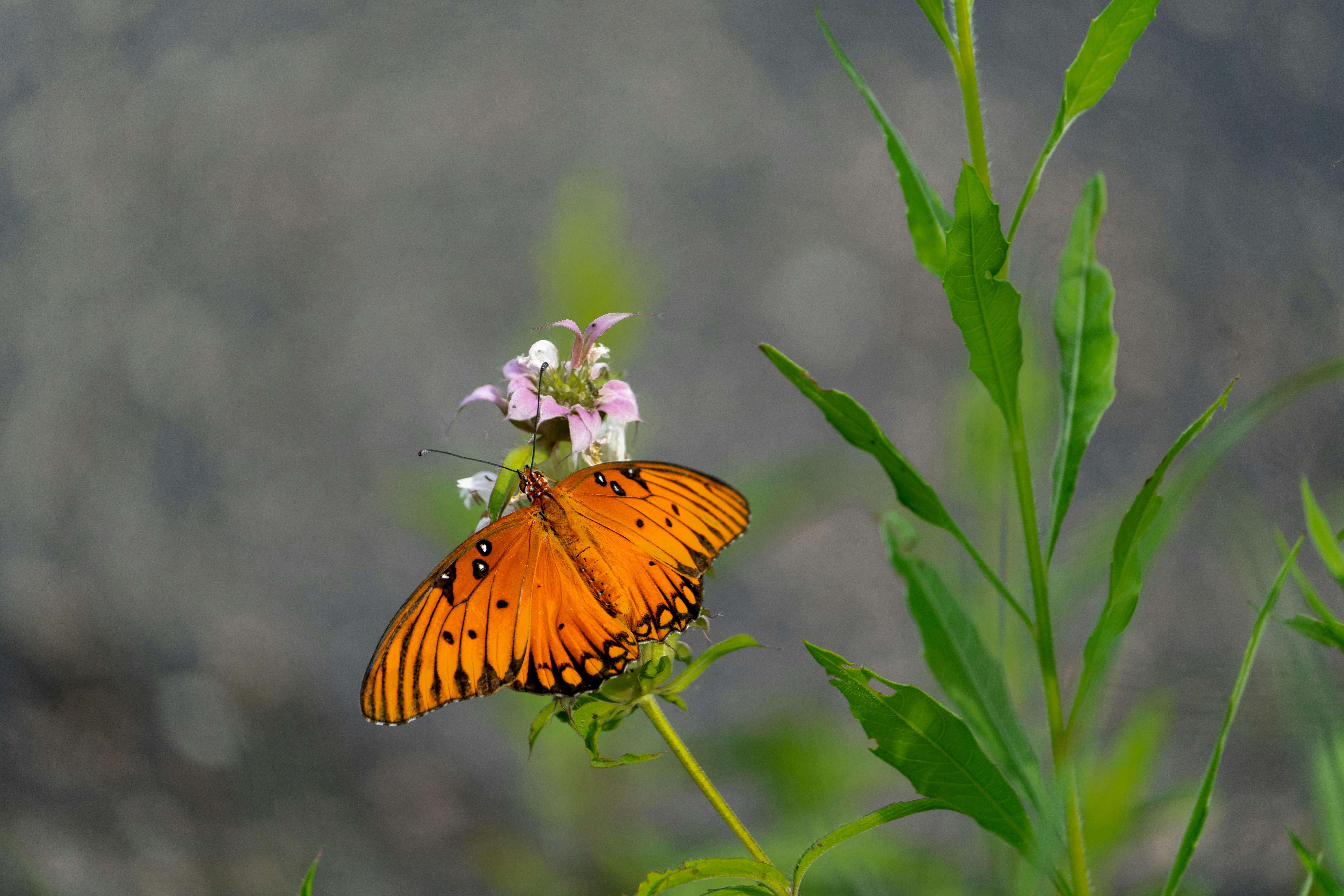 a large orange butterfly sitting on top of a flower