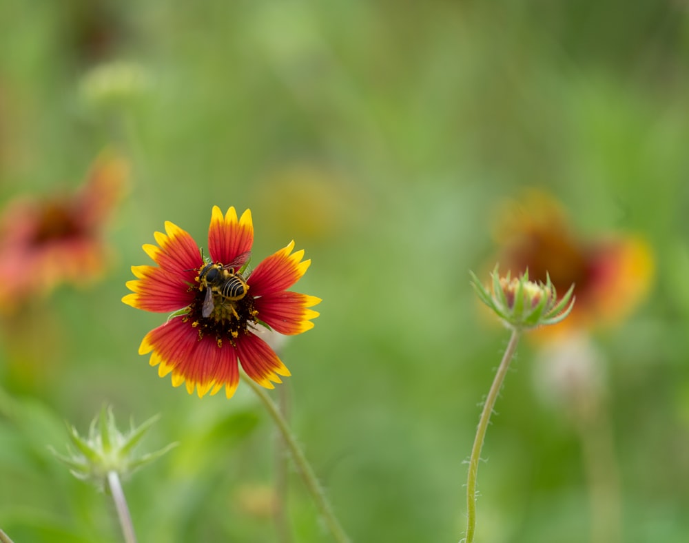 a close up of a flower with a blurry background