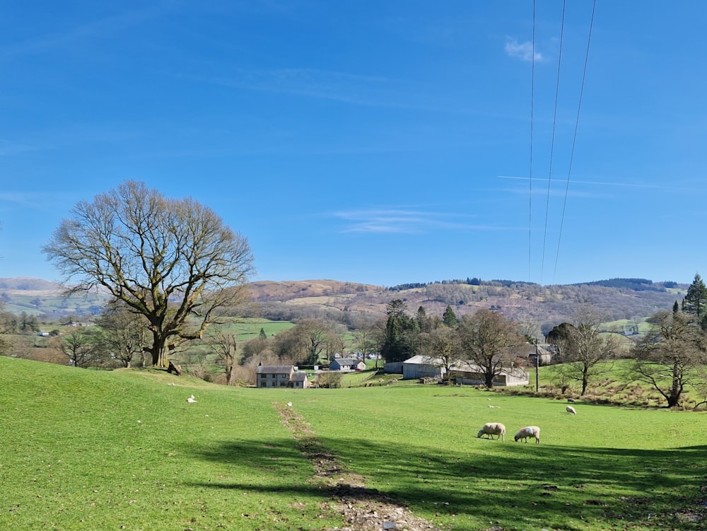 a herd of sheep grazing on a lush green field