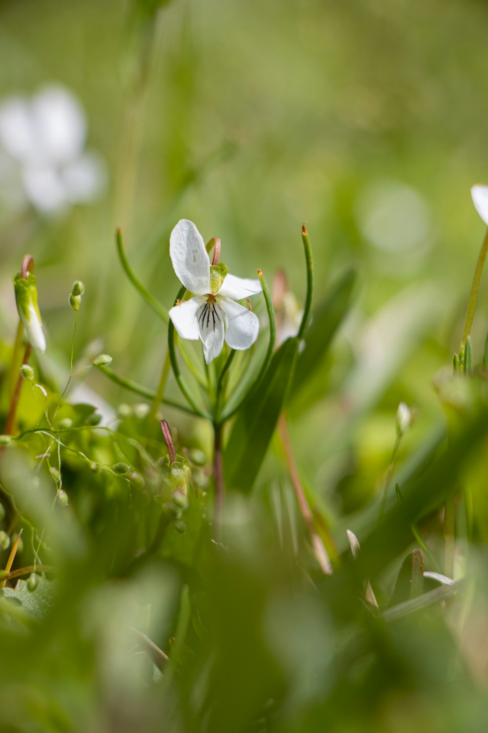 a small white flower sitting in the grass