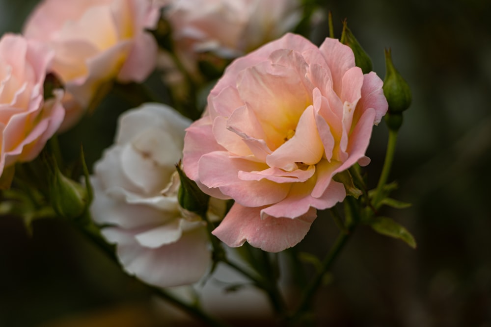 a bunch of pink and white flowers in a vase