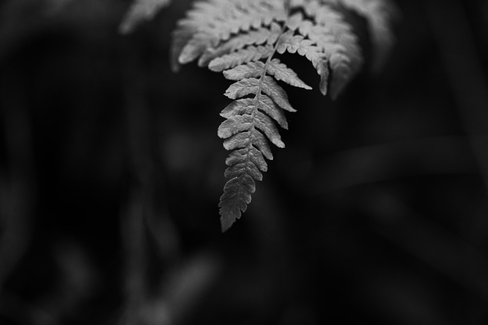 a black and white photo of a fern