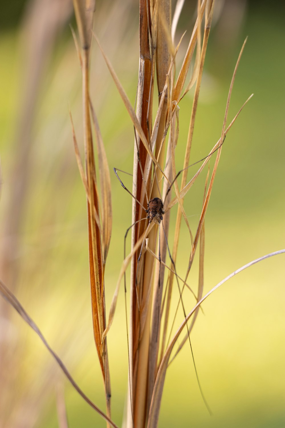 a spider sitting on top of a dry grass plant