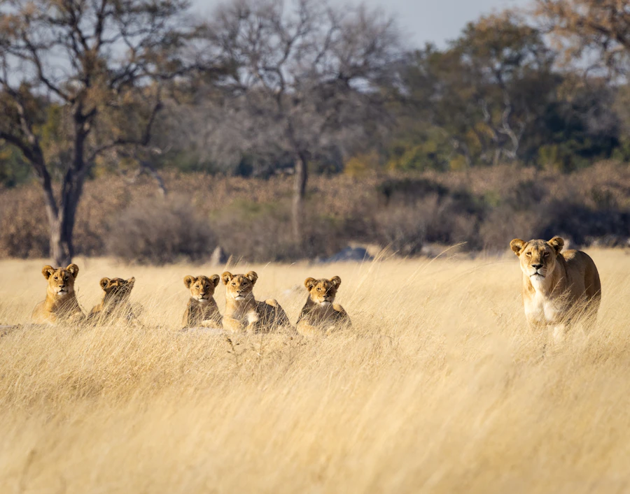 A group of lions walking in line across dry grass