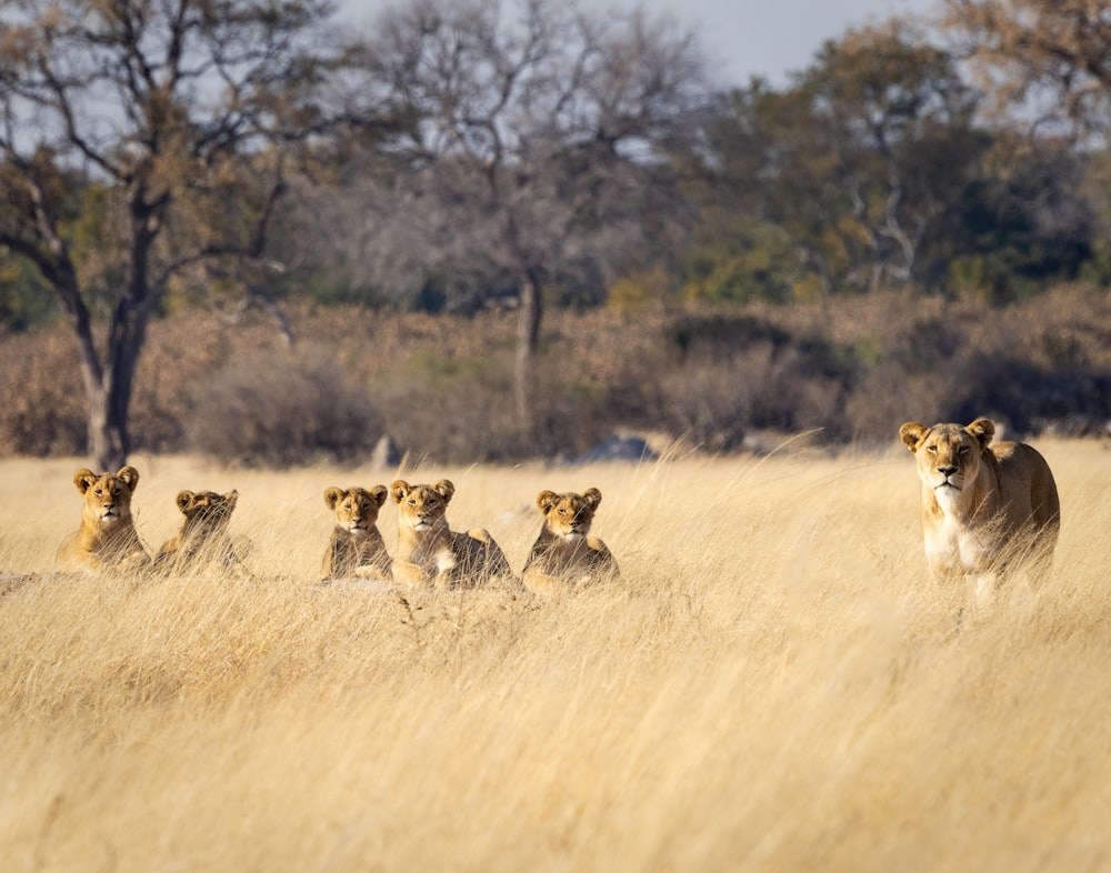 a group of lions walking across a dry grass field