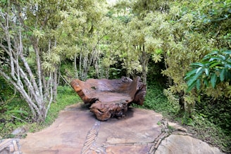 A unique live-edge wood bench placed outdoors, highlighting the natural contours of the wood.