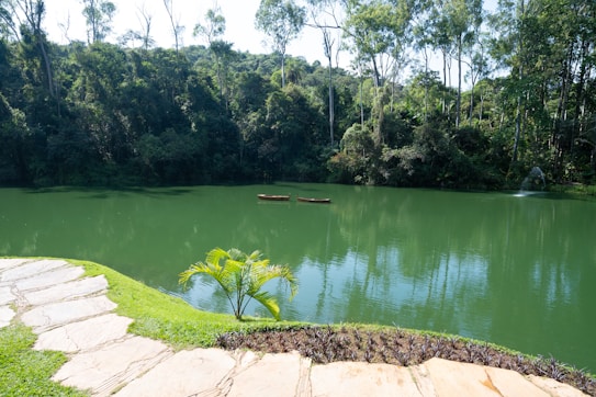 A peaceful lake surrounded by lush green forest with tall trees reaching into the sky. The water reflects the surrounding greenery and sky, creating a serene and natural setting. A single canoe floats on the surface of the lake. In the foreground, a small grassy area and a stone path edge the water, with a young palm plant growing near the edge.