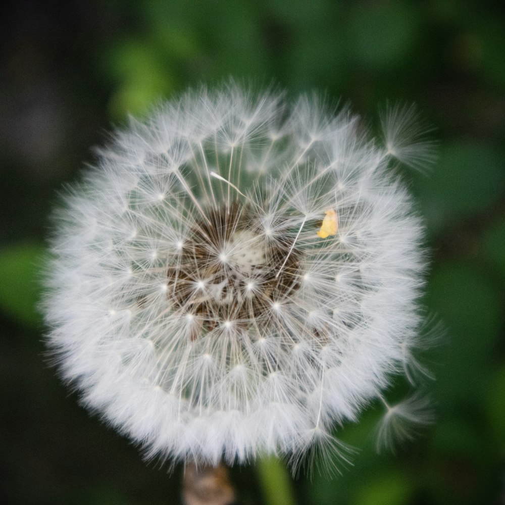 a close up of a dandelion with a blurry background