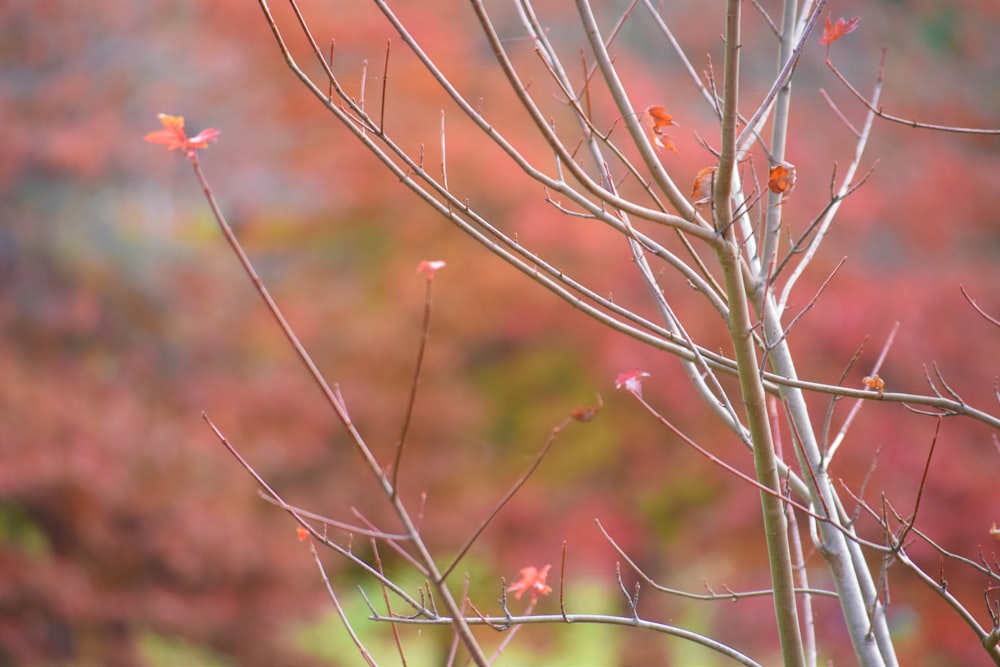 a tree with red leaves in front of a blurry background