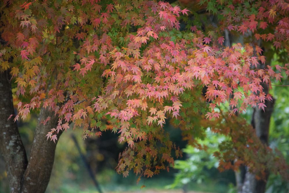 a bench under a tree in a park