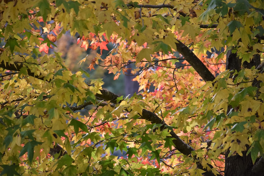 the leaves of a tree are changing colors