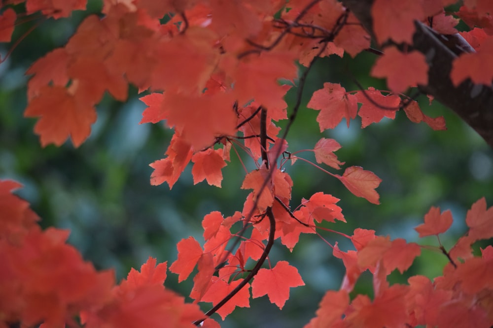 a close up of a tree with red leaves