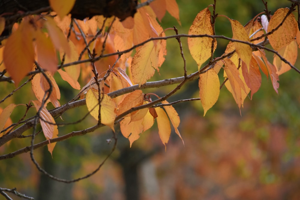 a tree branch with yellow and red leaves
