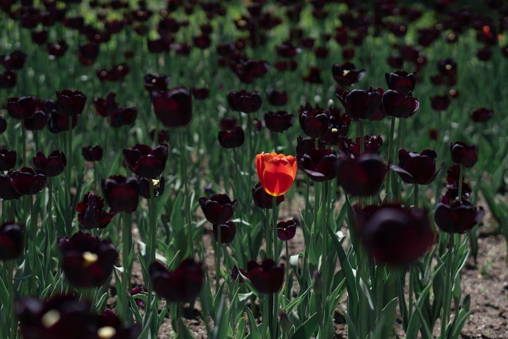 a single red tulip in a field of black tulips