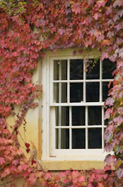 a window with a bunch of leaves on it