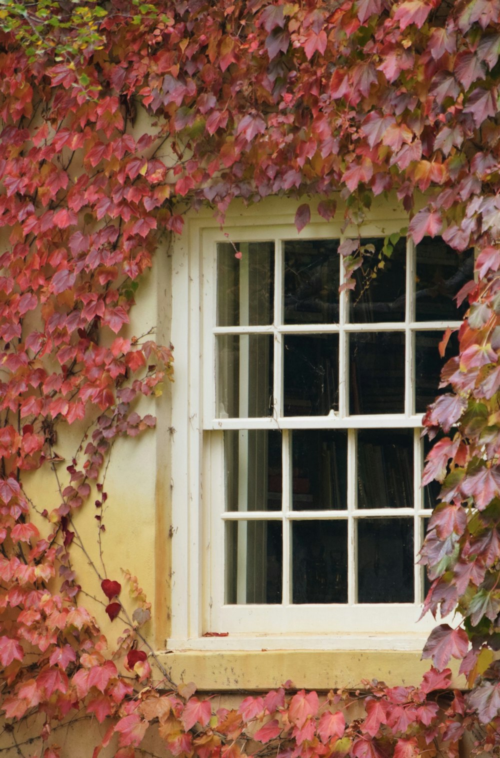 a window with a bunch of leaves on it
