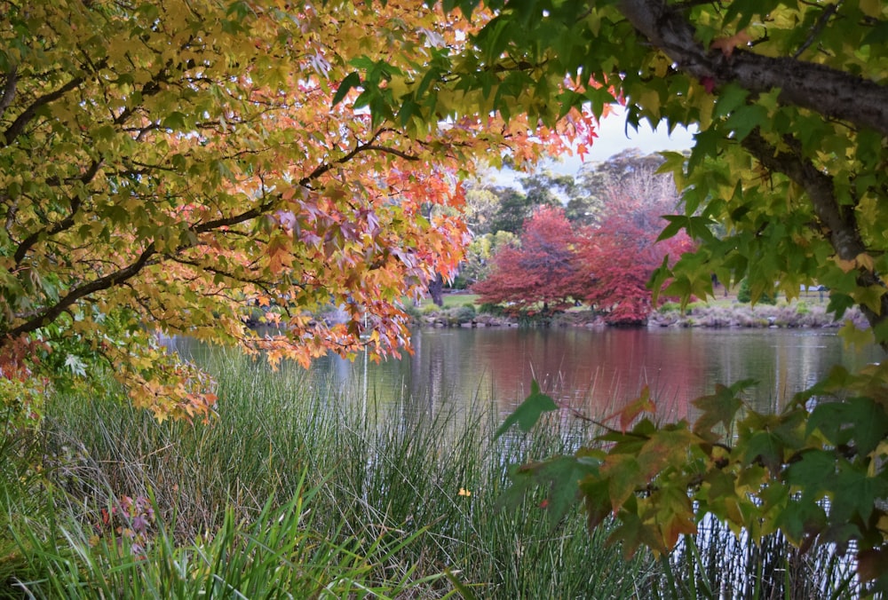 a body of water surrounded by lots of trees