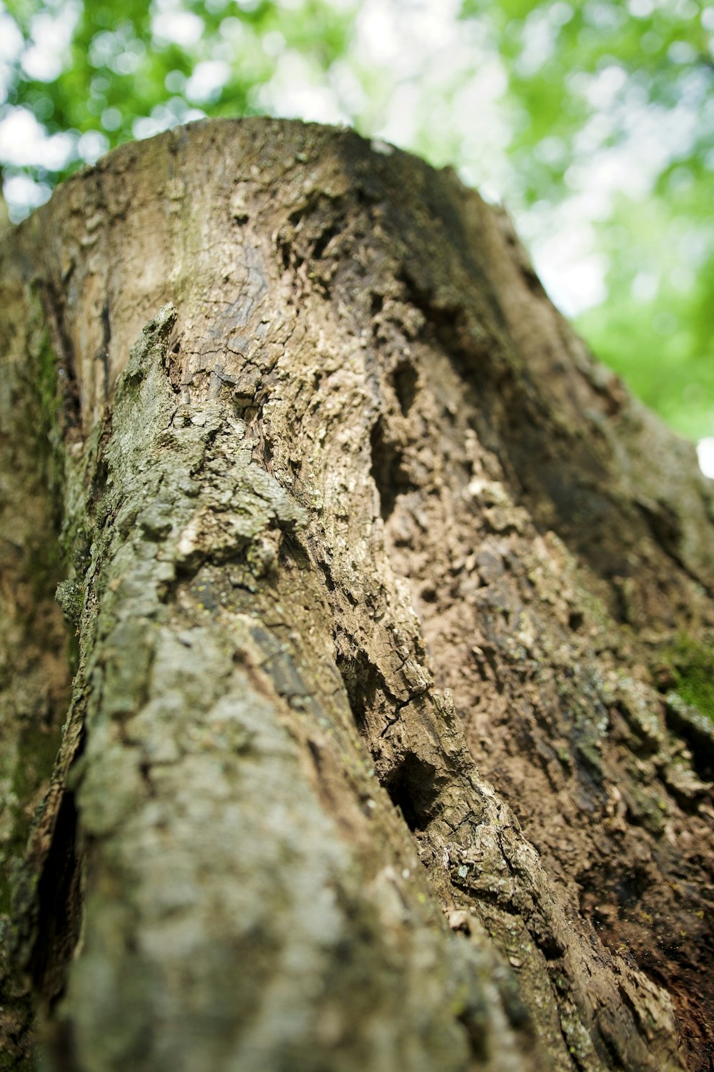a close up of a tree trunk in a forest