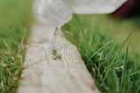 Close-up of water droplets falling from a drip irrigation emitter onto fertile soil.