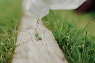 Close-up of rich, dark worm tea being poured onto vibrant green garden plants.