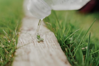 Close-up of a hand pouring bokashi liquid into a small urban garden planter