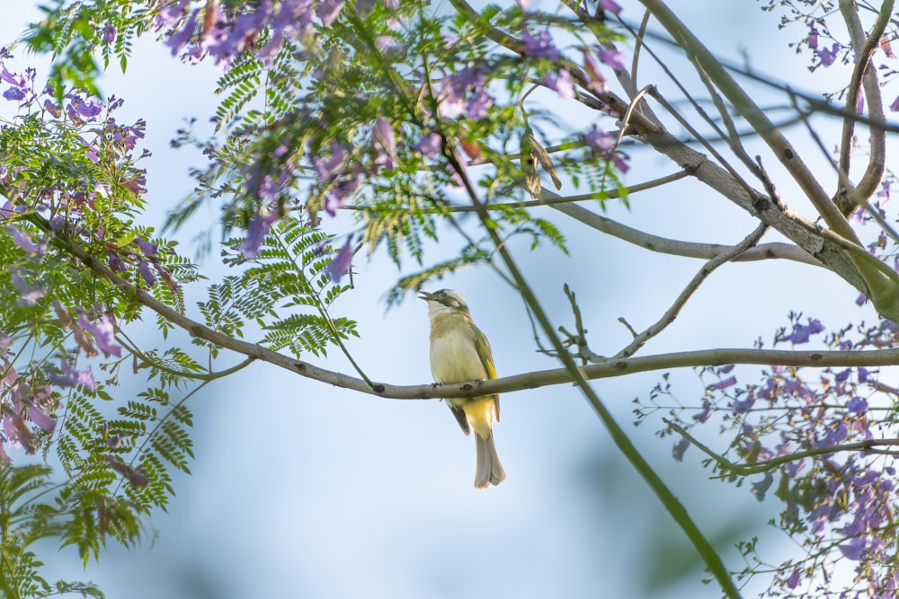 a small bird perched on a tree branch