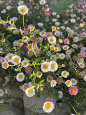 Close-up of colorful wildflowers blooming in a sunlit garden.