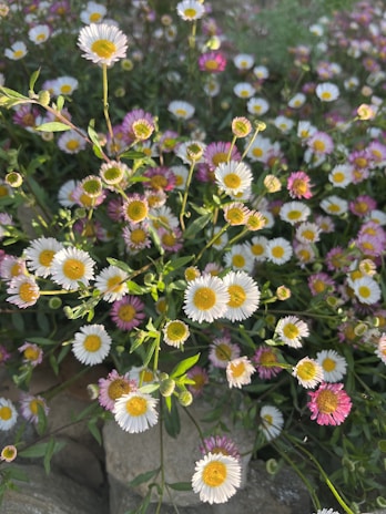 Close-up of vibrant wildflowers blooming near the apiary at Lady Marso.