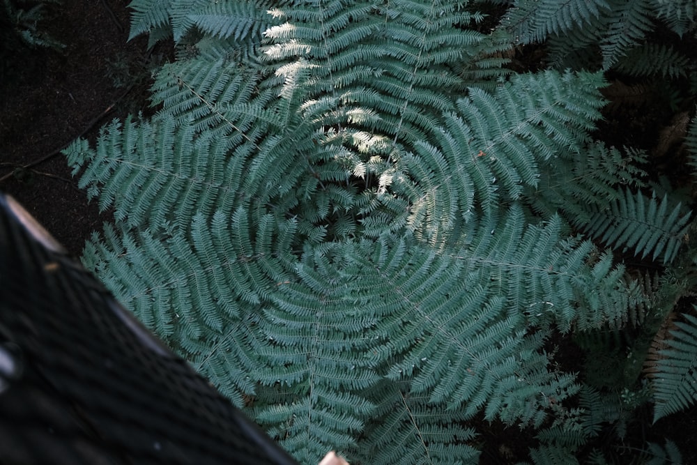 a close up of a green plant with lots of leaves